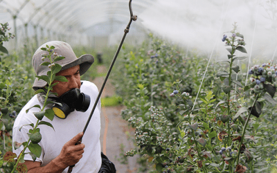 Jardineries et magasins de bricolage : nouvelles obligations d’affichage au rayon « pesticides »