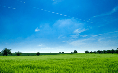 Arnaques : trop vert pour être vrai ?