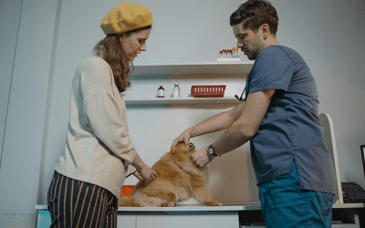 Lutte contre la résistance aux antimicrobiens : les vétérinaires reçoivent une compensation