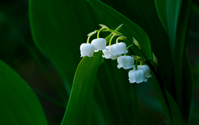 Ventes sauvages de muguet le 1er mai : le SDI lance un appel en faveur des fleuristes indépendants