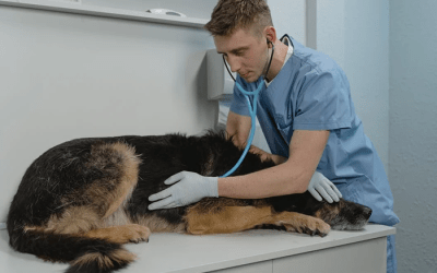 AFSCA : honoraires des vétérinaires indépendants