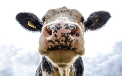 Maladie de la langue bleue : soutien aux éleveurs wallons