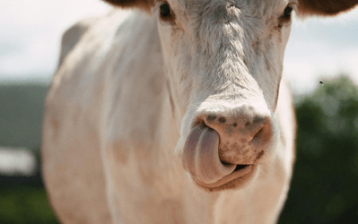 Maladie de la langue bleue : soutien aux éleveurs wallons