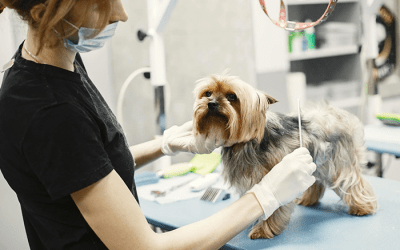 Prévention et lutte contre la résistance antimicrobienne : indemnisation des vétérinaires d’exploitation